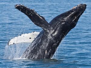 0-13ba34d156dd7210e6ef8d55972be958_stanstephensglacierwildlifecruisesouthcentralprofilead