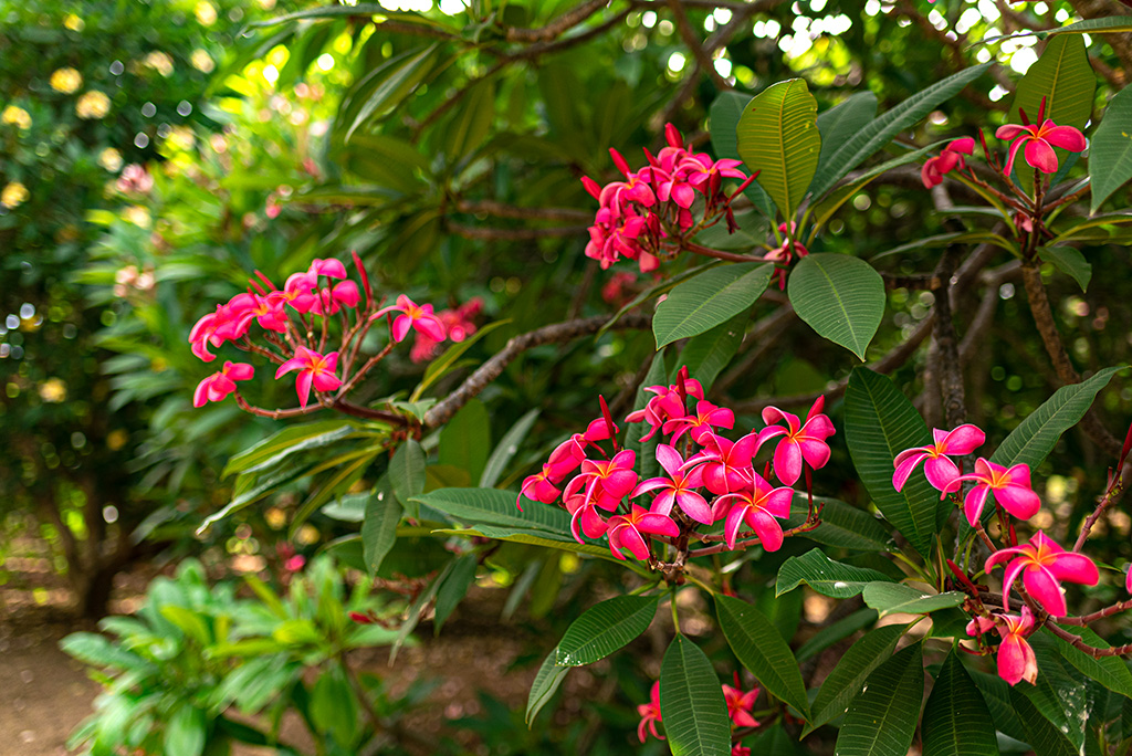 Koko-Crater-Botanical-Gardens-Plumeria